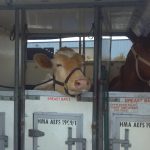 Cow and Horse in trailer.