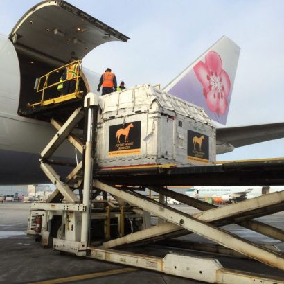 Flying horses services with horses in crate being loaded on an airplane.