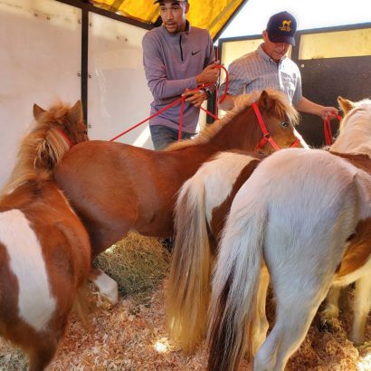 Pony's in barn pin getting ready to loaded onto crates.