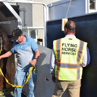 Flying Horse Services workers unloading a horse from crate.